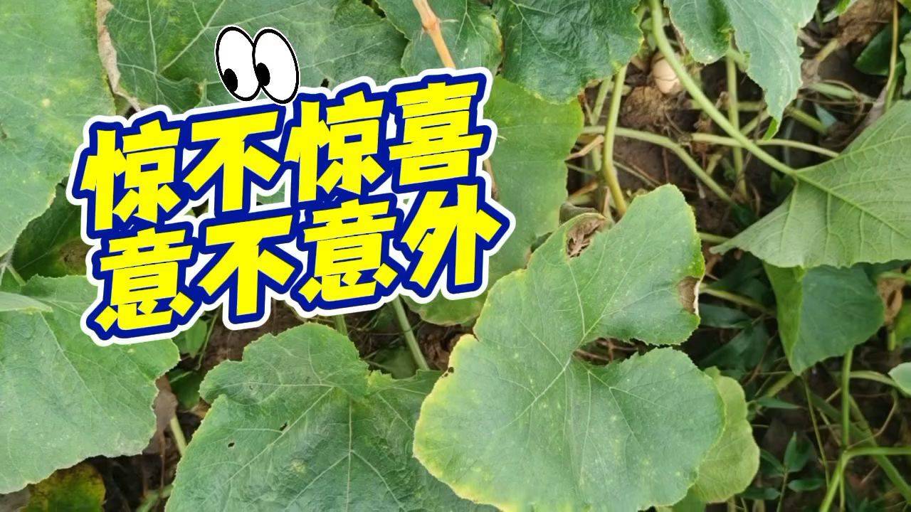种了一片南瓜，今年雨水多，一直没有管，任