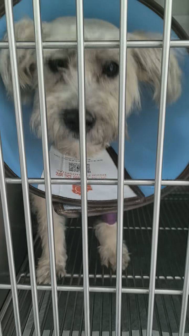 可爱的串串找领养