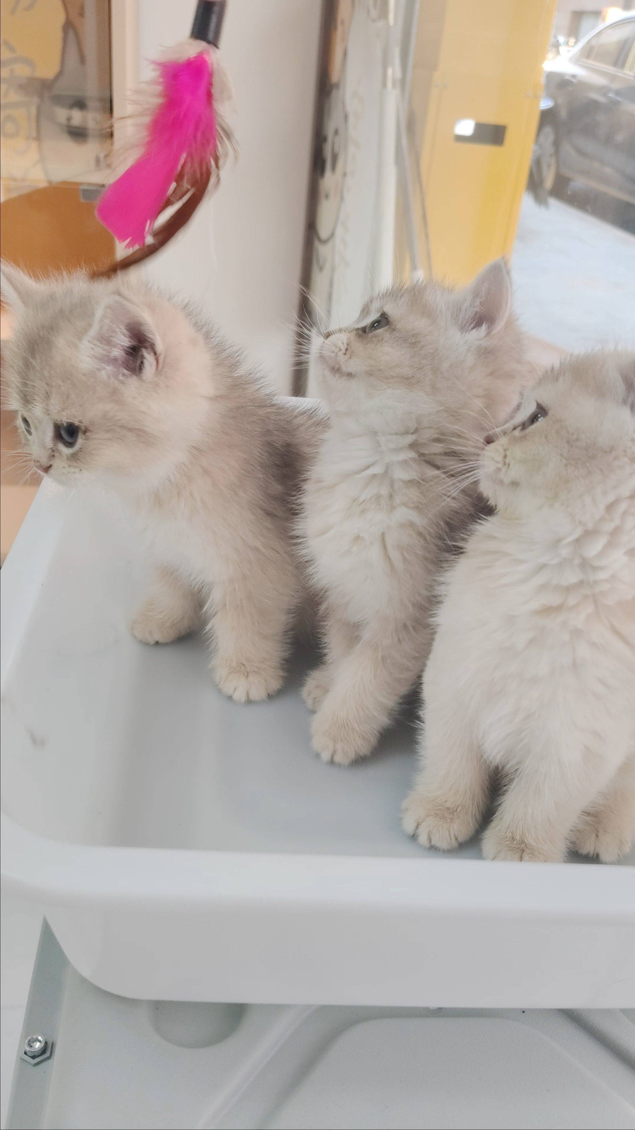 一窝蓝金渐层找家长