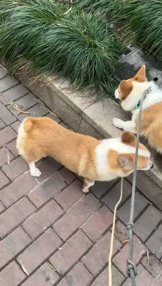 柯基妹妹求领养