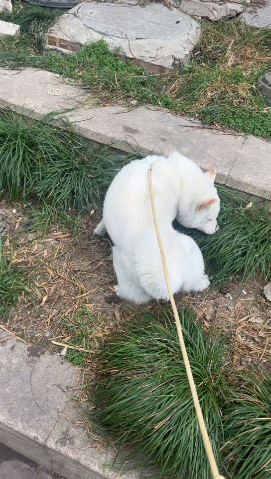 白柴妹妹找领养