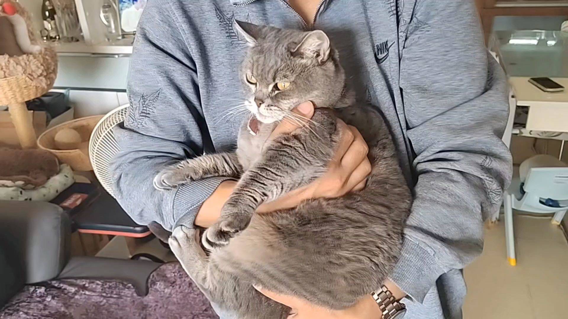 有只猫陪伴，真好！