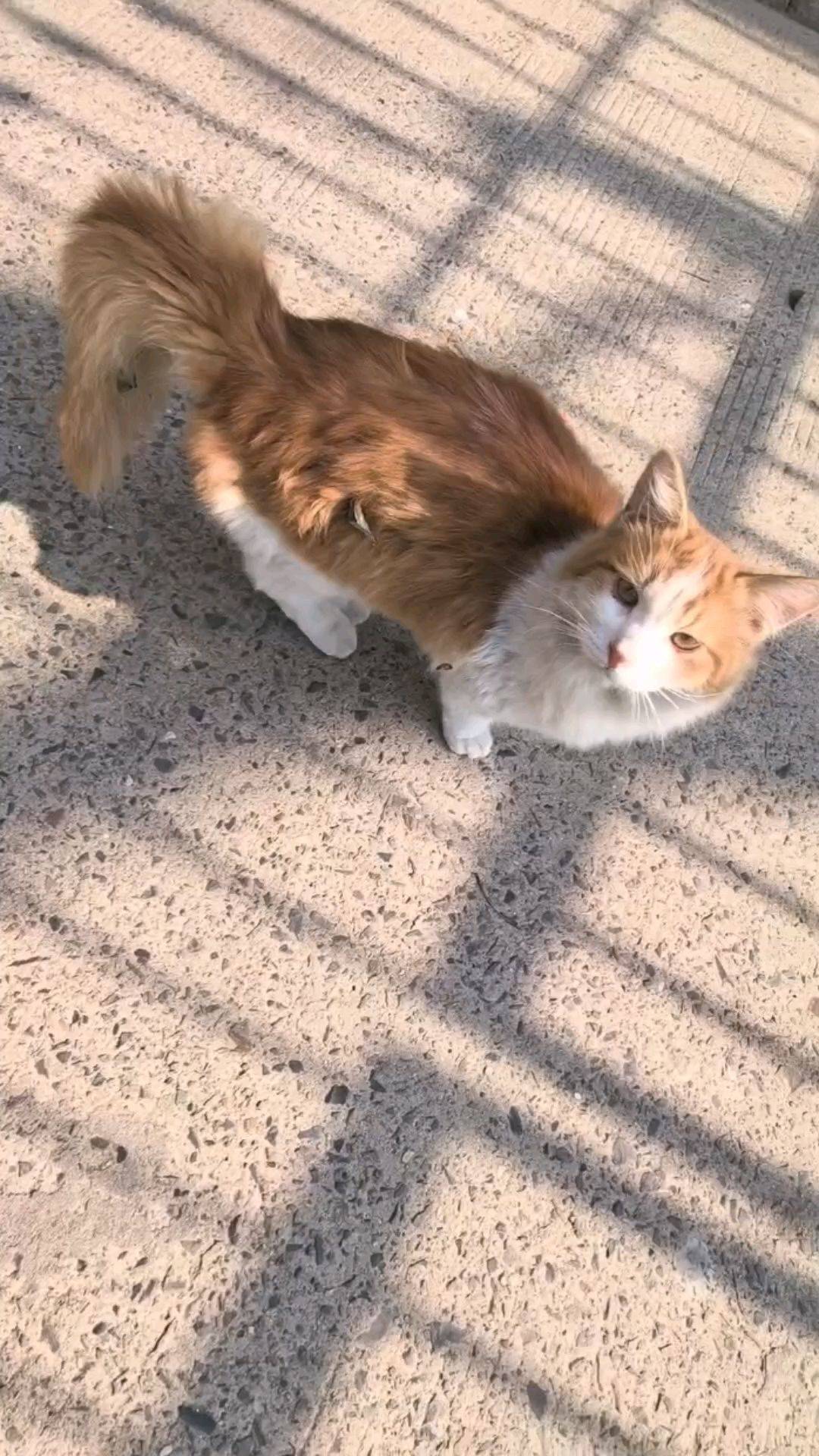 会躺手的六个月长毛橘白弟弟免费领养