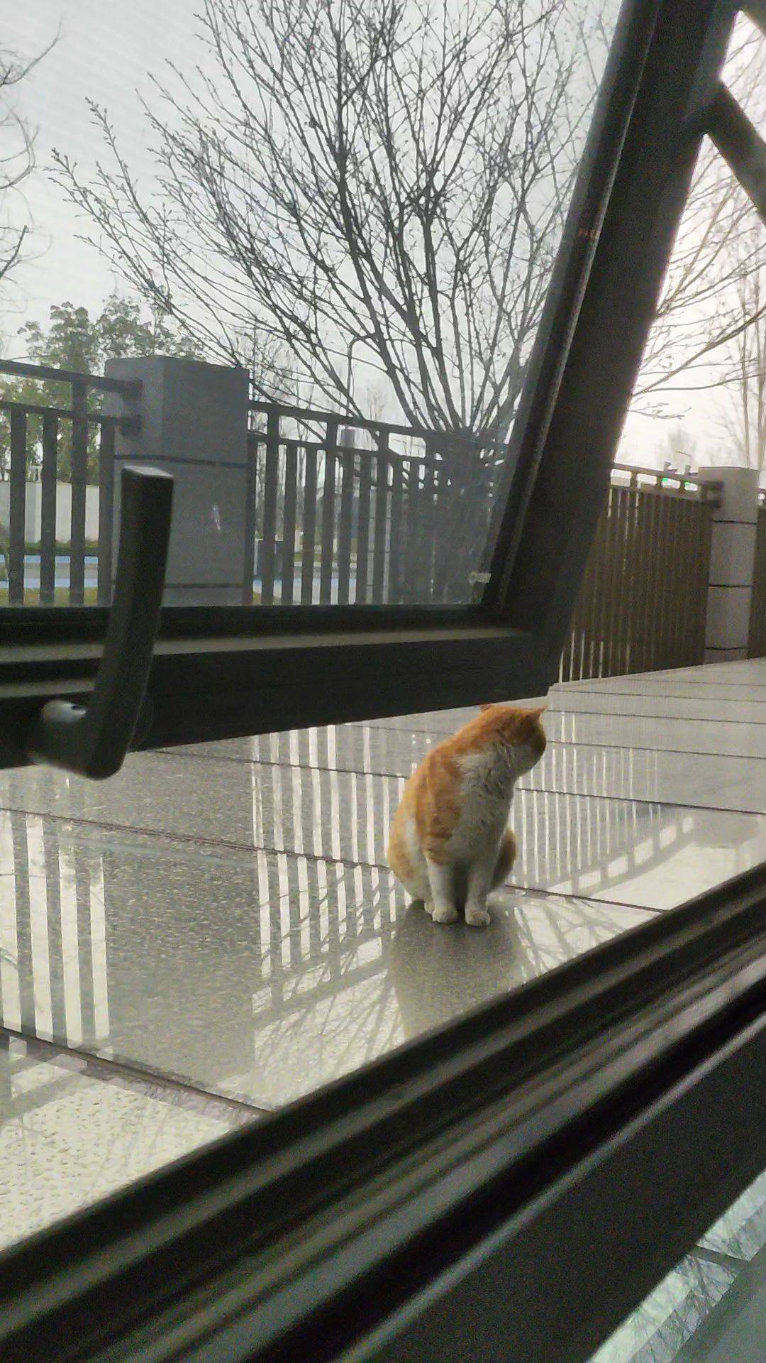 窗外一只小猫咪