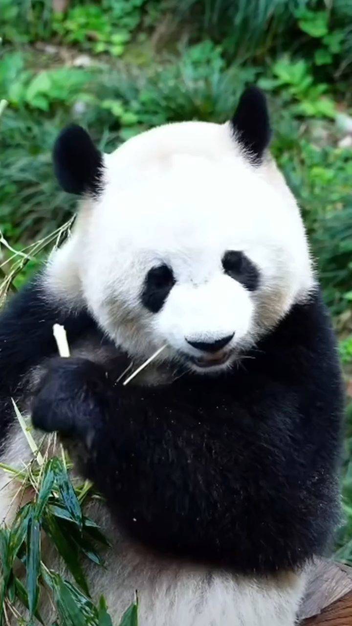  熊猫  享受当下  森林里的小可