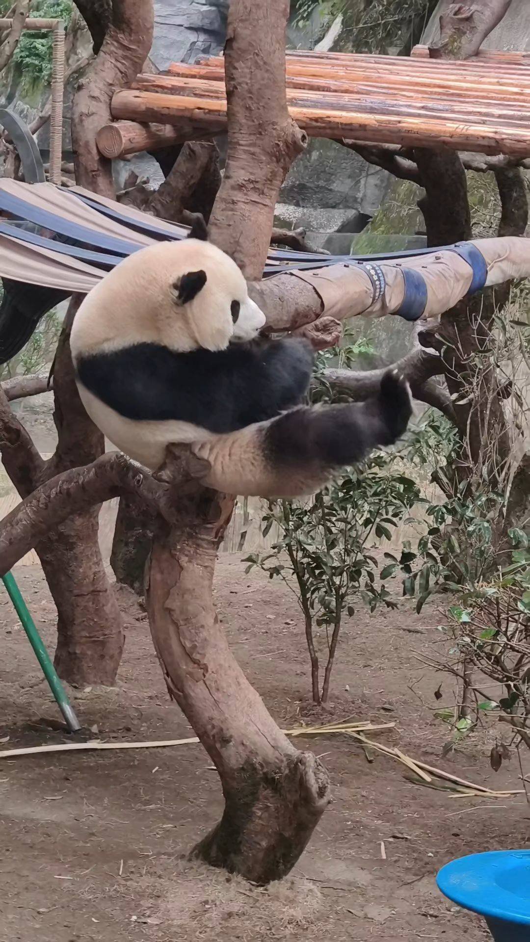 熊猫  爬树小能手  熊猫日常