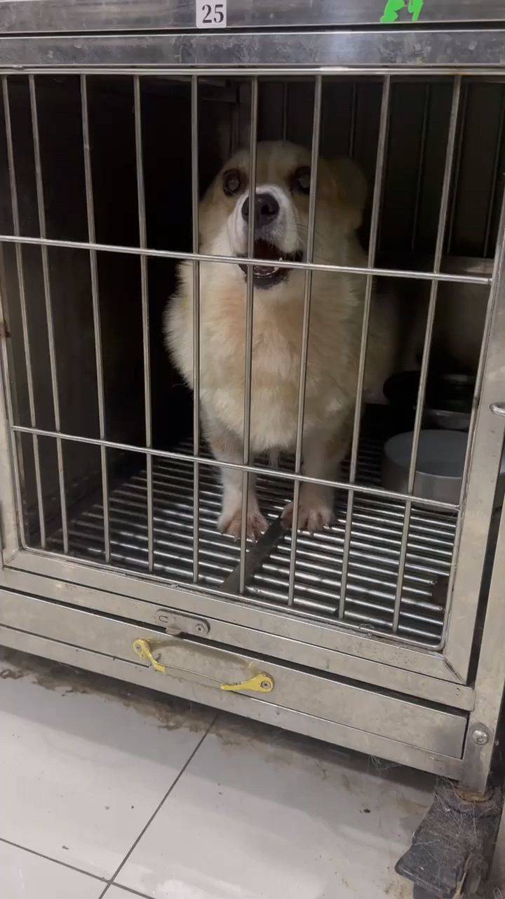 待领养柯基妹妹