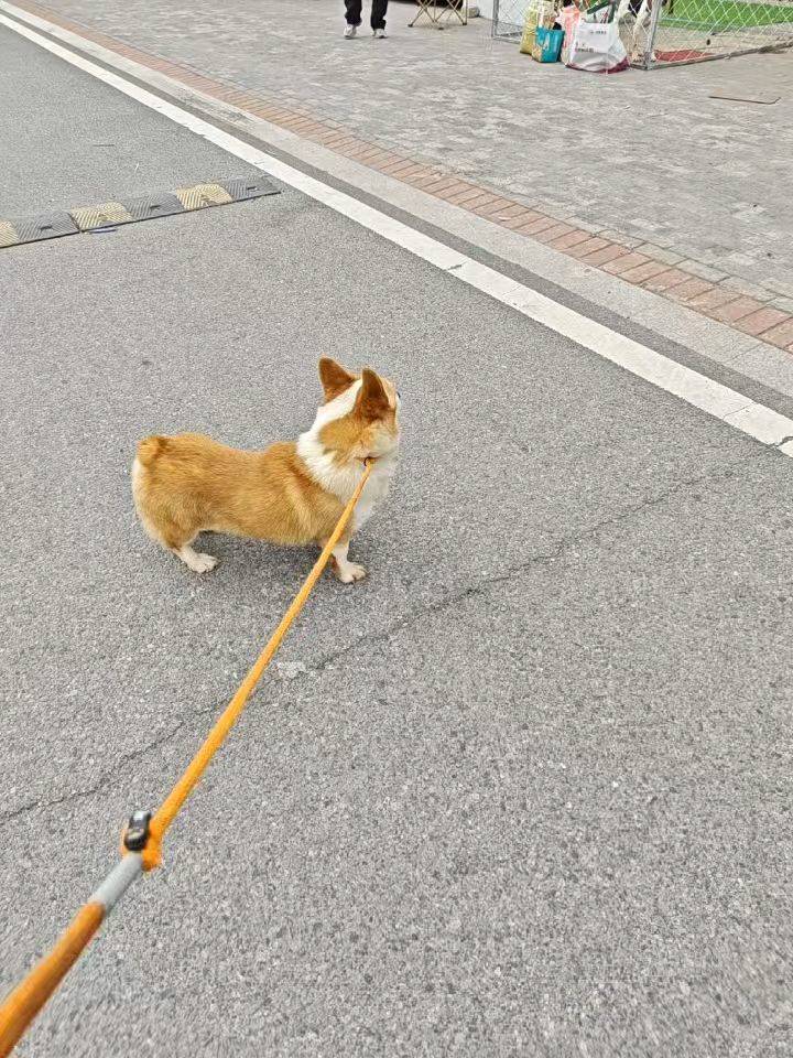 这么可爱的柯基怎么会没人要