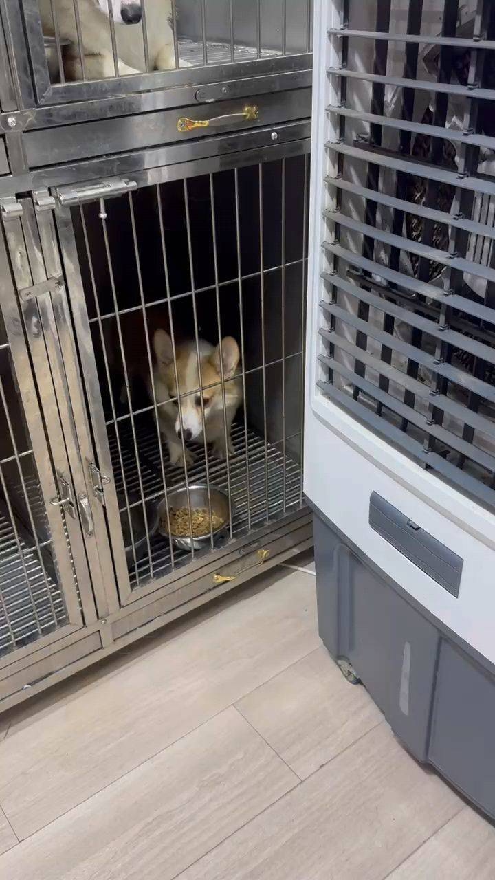 上海柯基妹妹求领养