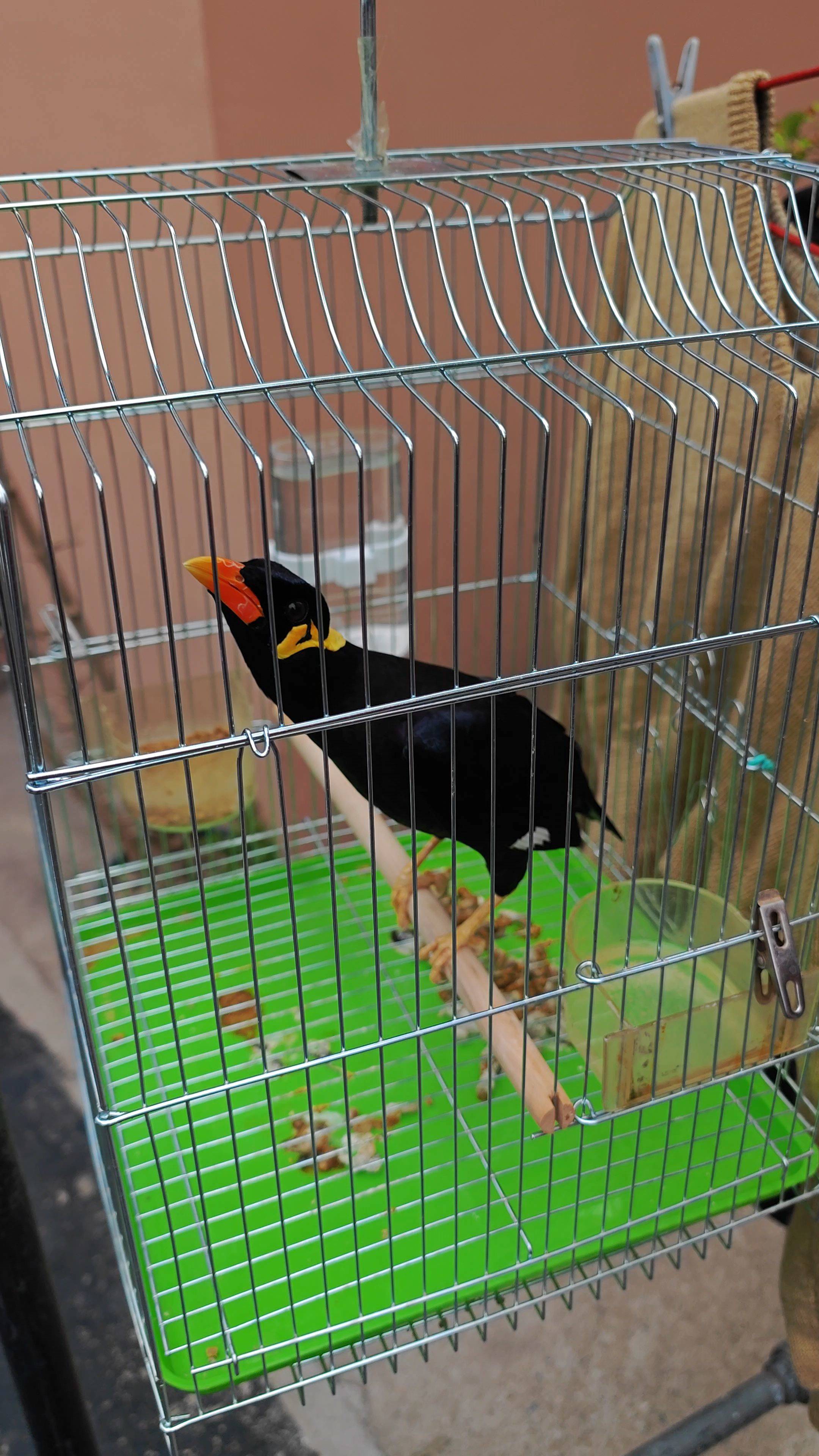 鹩哥出山 新年快乐