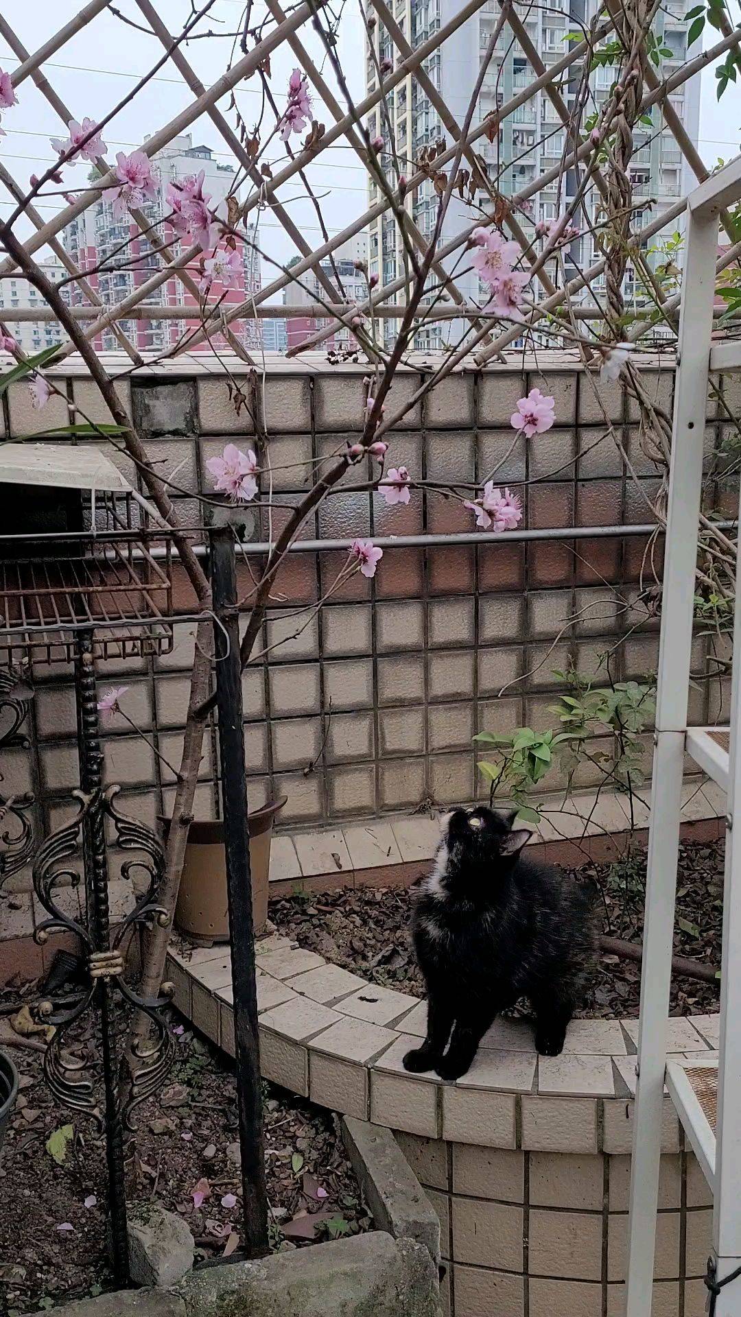 它也爱春花 黑猫花下时光   惟愿心