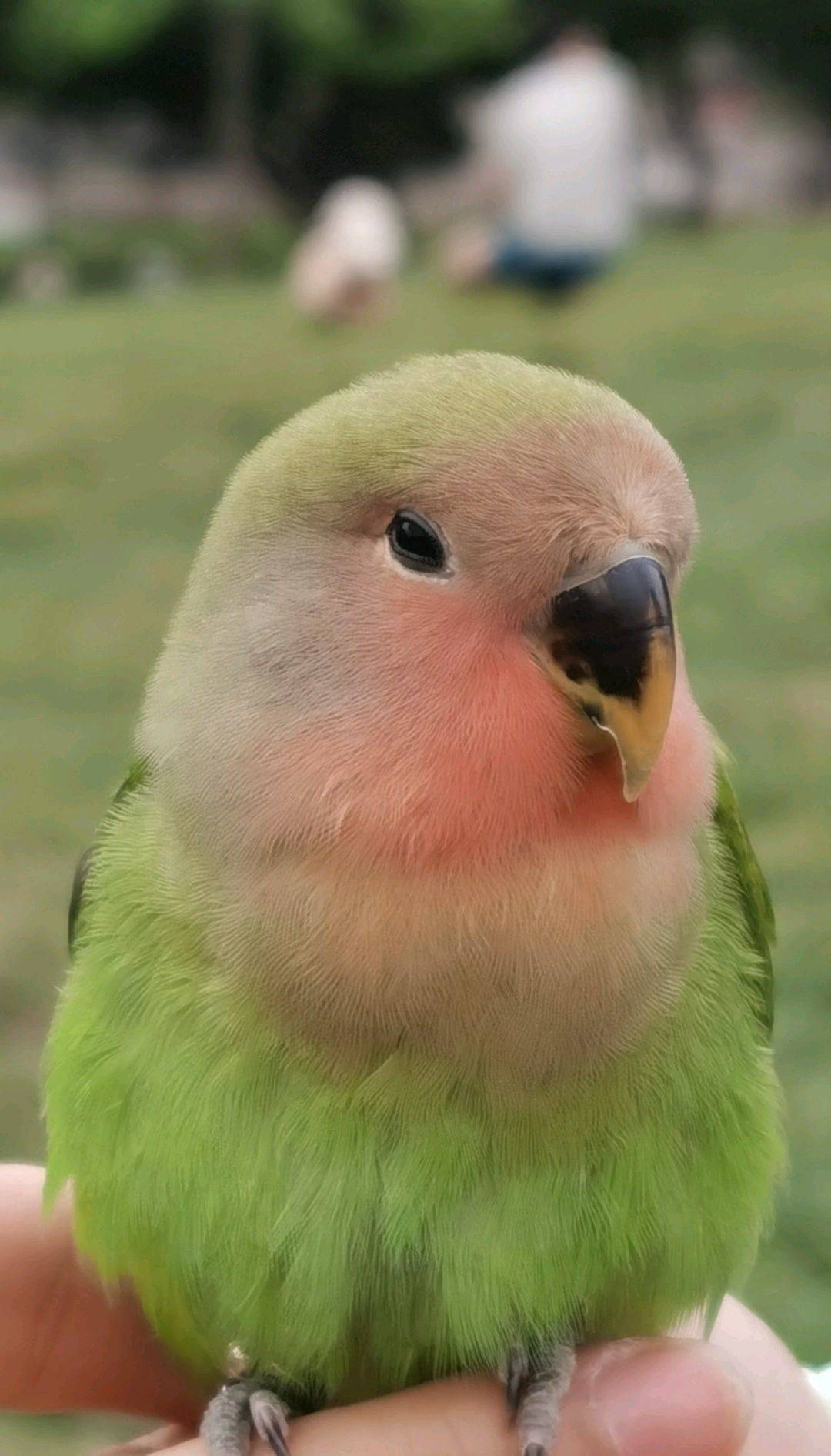  可爱萌宠 绿毛小可爱  鹦鹉 