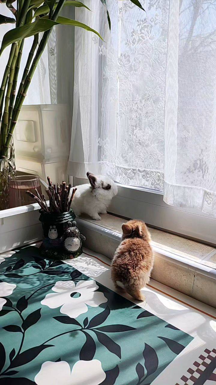  我心爱的小角落  窗边小憩   