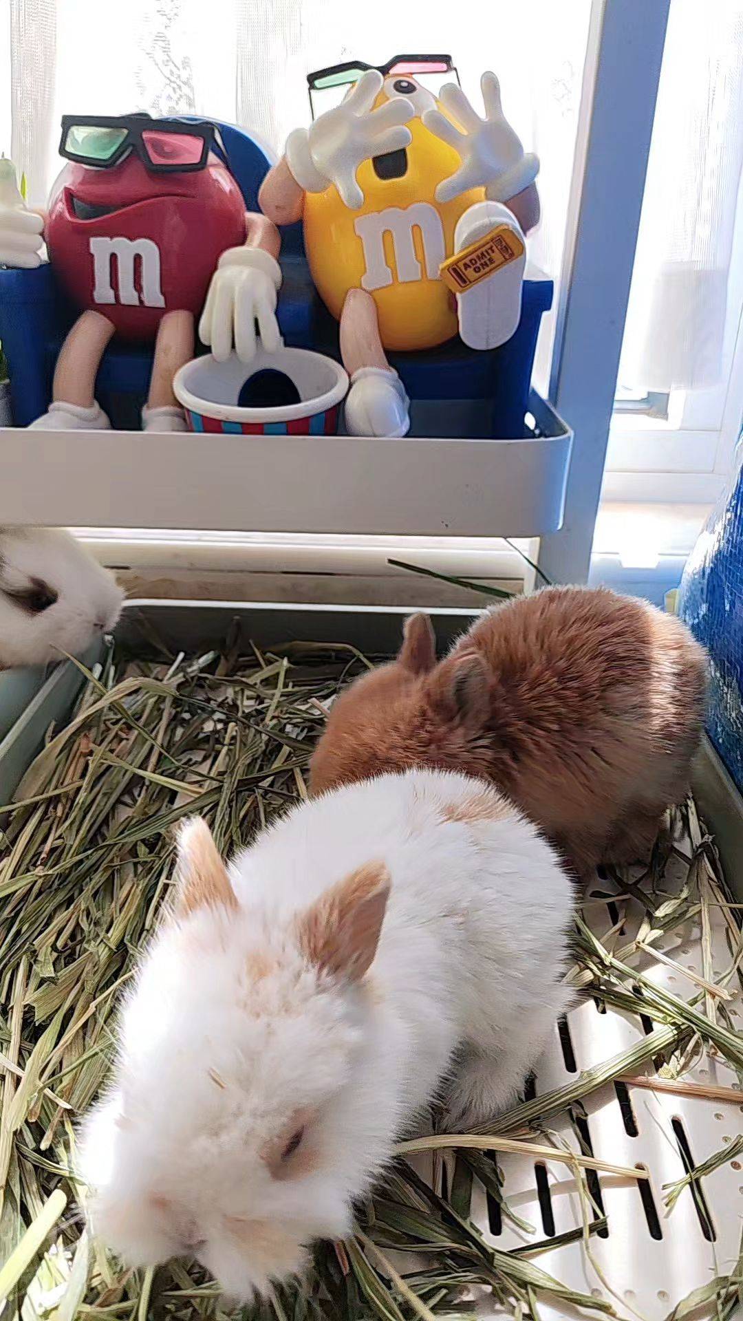  我家萌宠最可爱  小兔  宅家日