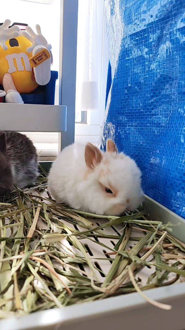  小兔  吃草  萌萌哒  毛茸