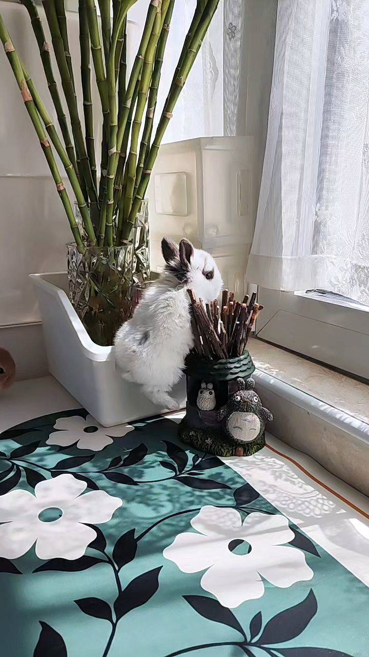  我家萌宠最可爱  啃枝条  窗边