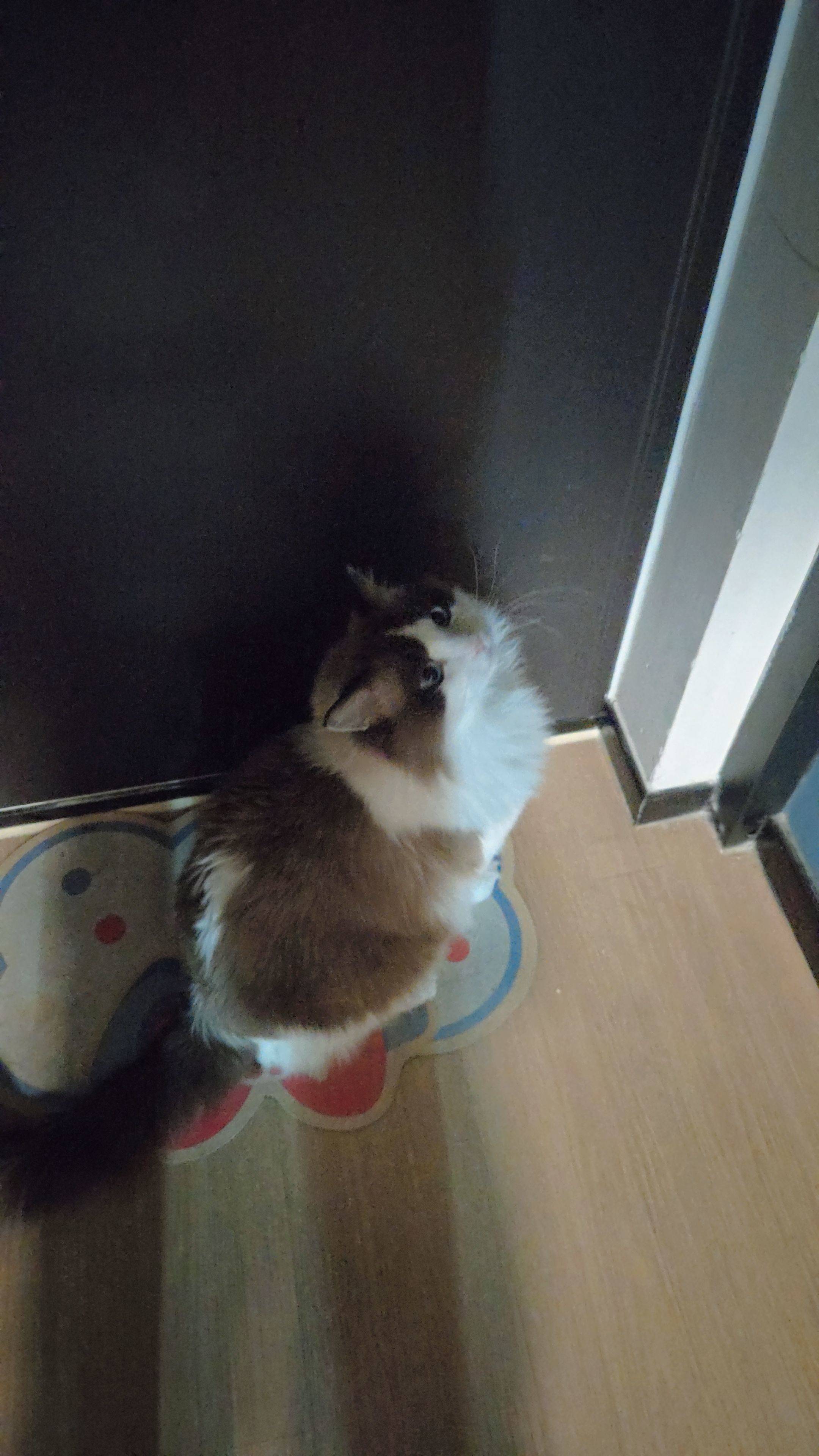  北京猫咪领养 
猫咪有偿领养 （传统_2