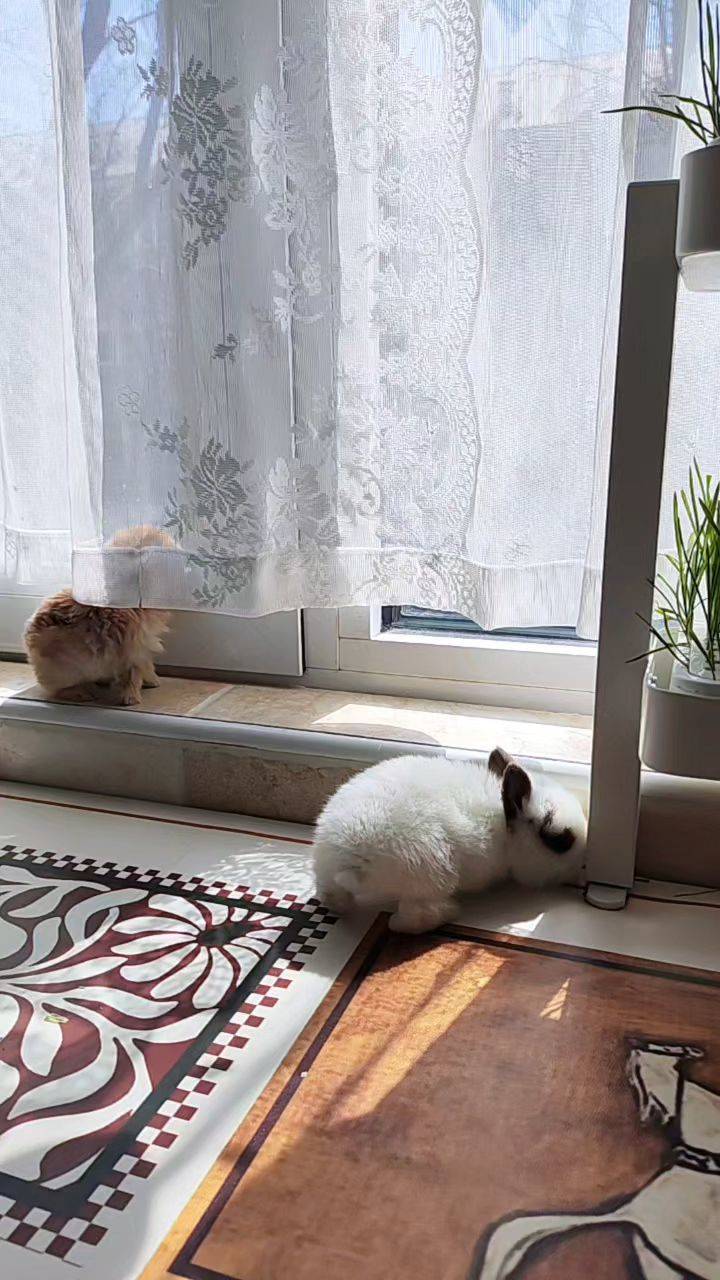  小兔探头  窗边时光  毛茸茸日