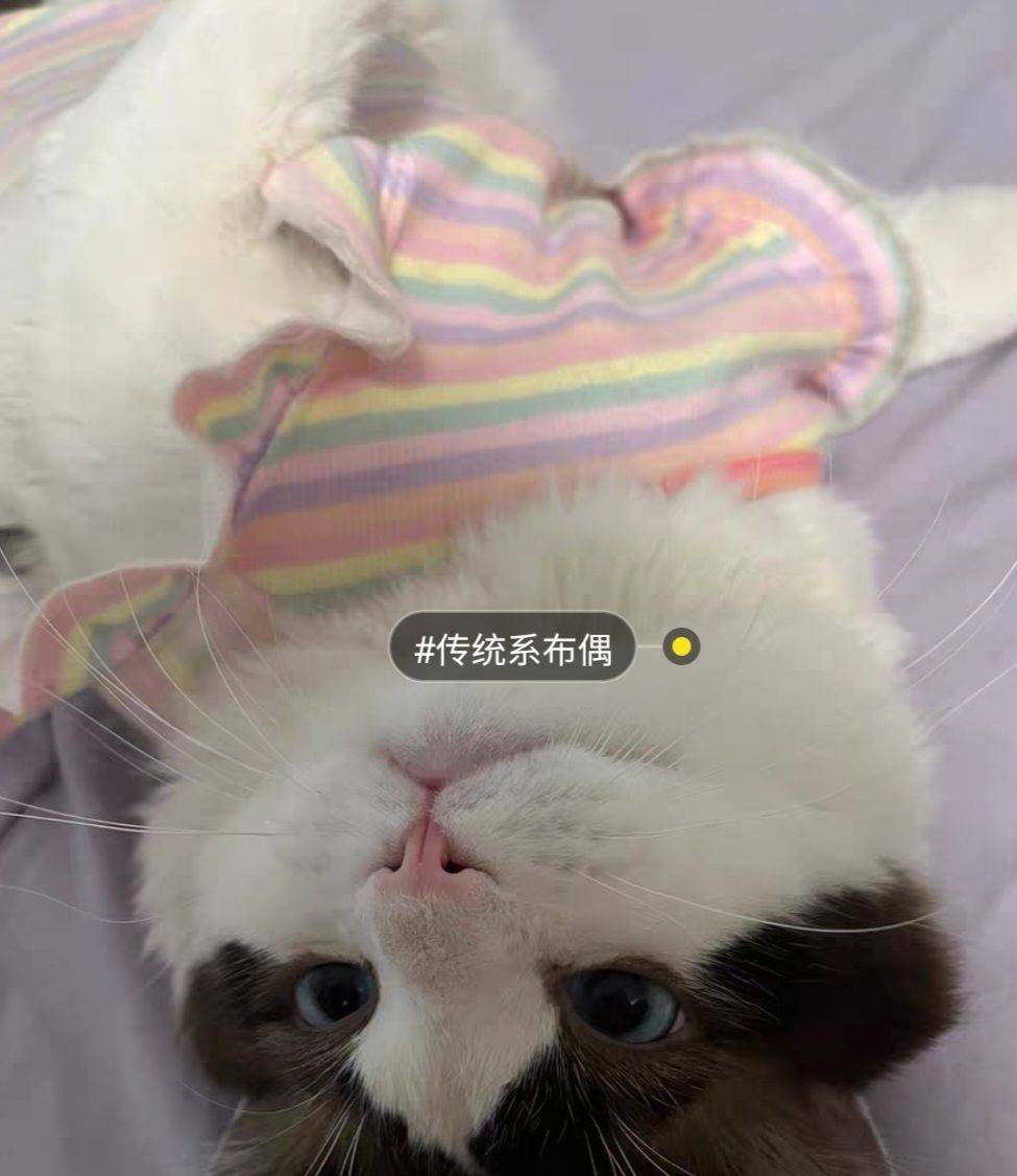  北京猫咪领养 
猫咪有偿领养 （传统