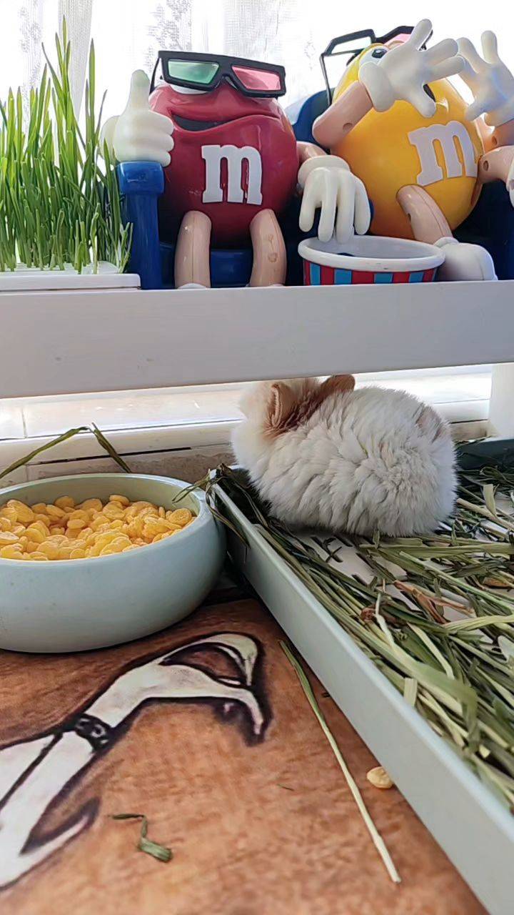  宅家日常  小兔  吃草  毛