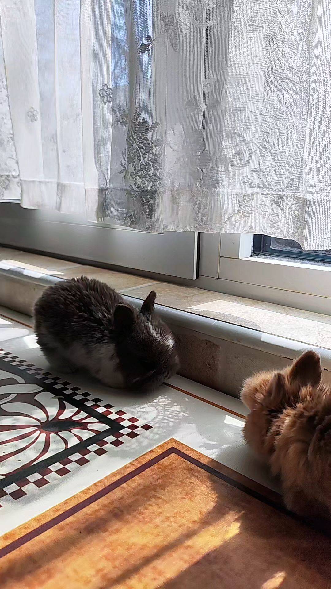  我家萌宠最可爱  宅家日常  小