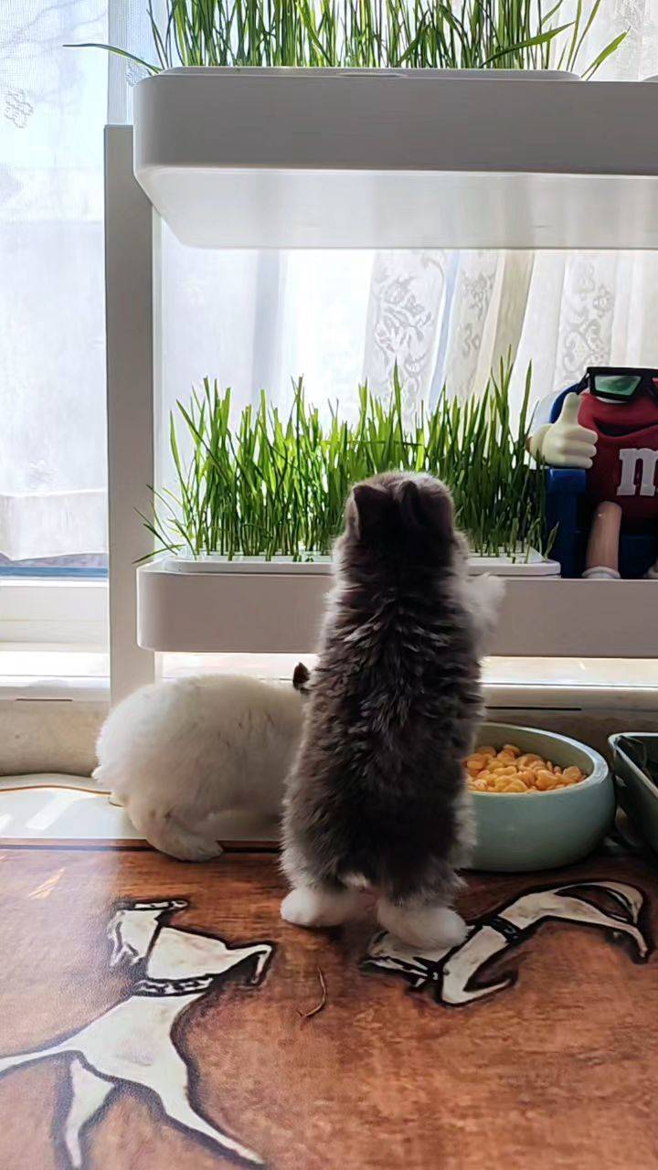  站姿萌  窗边草  干饭时间  