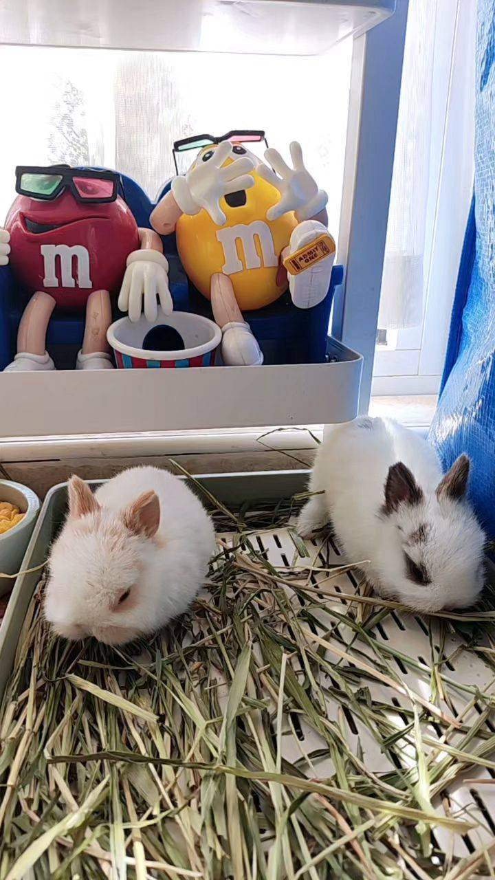  我家萌宠最可爱  宅家日常  小