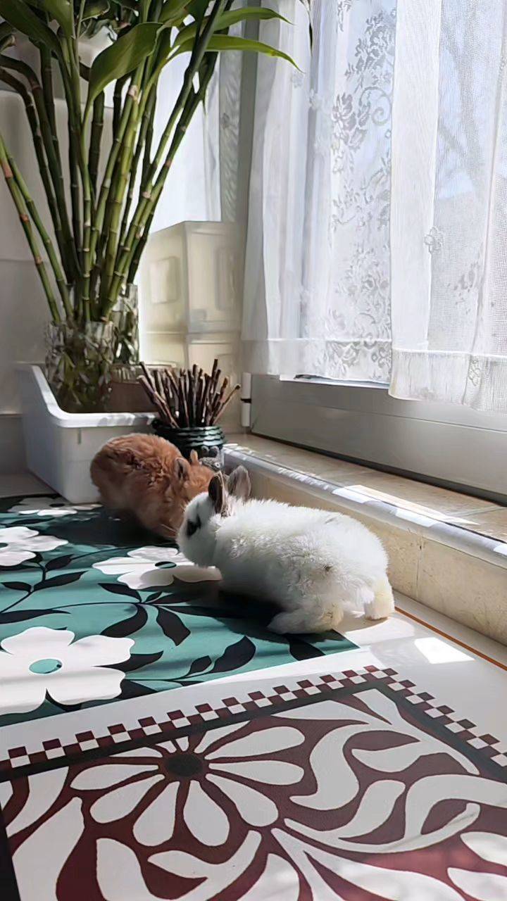 萌宠相伴    我家萌宠最可爱  