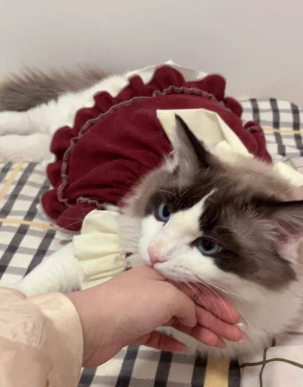  北京猫咪领养 
猫咪有偿领养 （传统_1