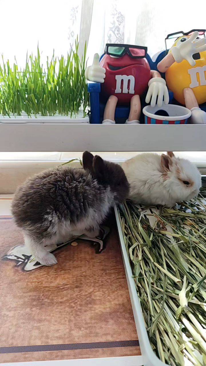  我家萌宠最可爱  宅家日常  小