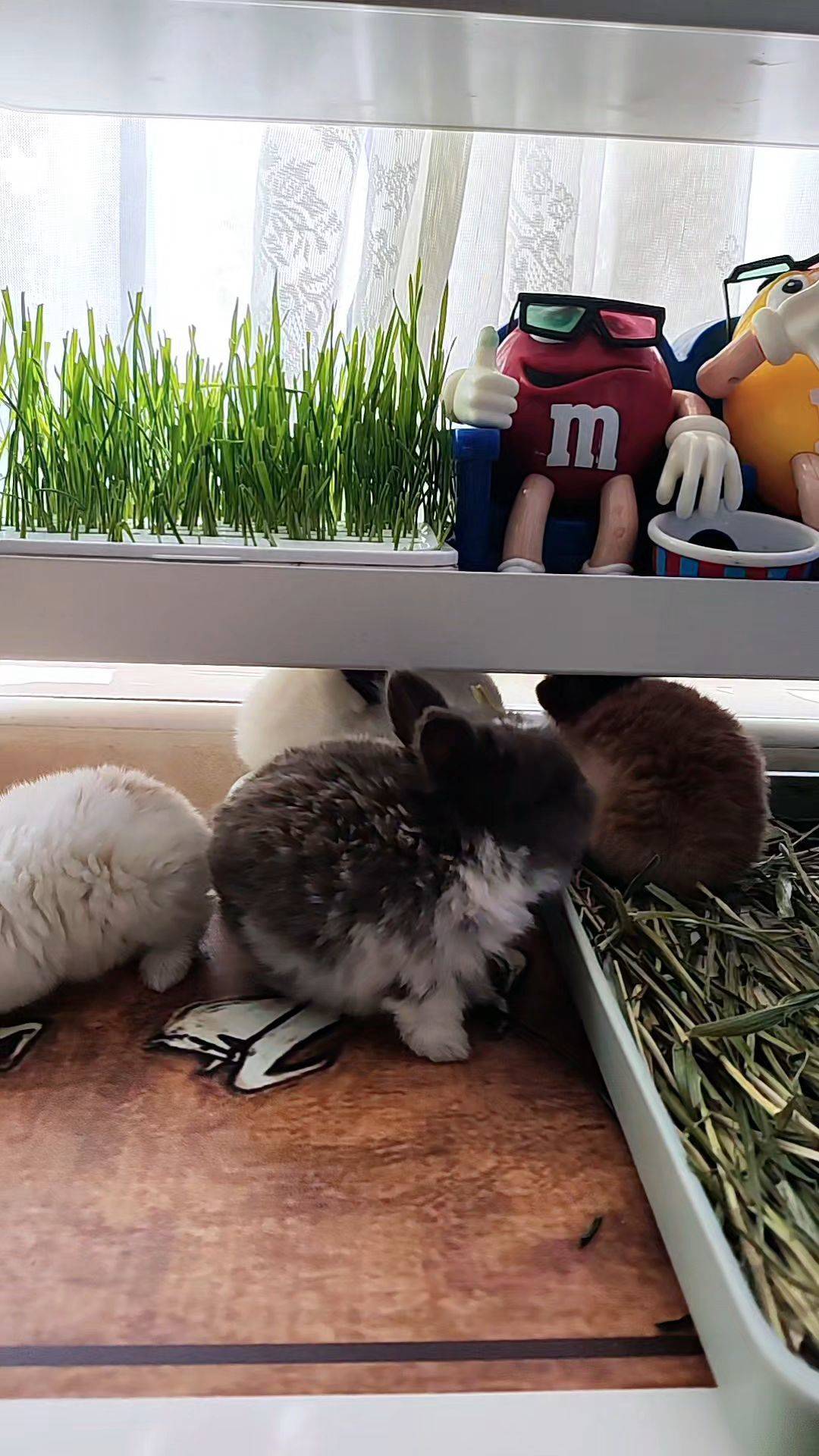  我家萌宠最可爱  宅家日常  小