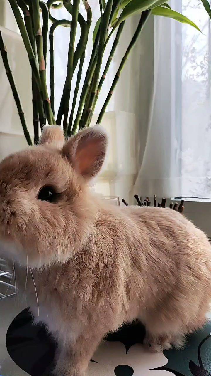  小兔  萌萌哒  毛茸茸  窗