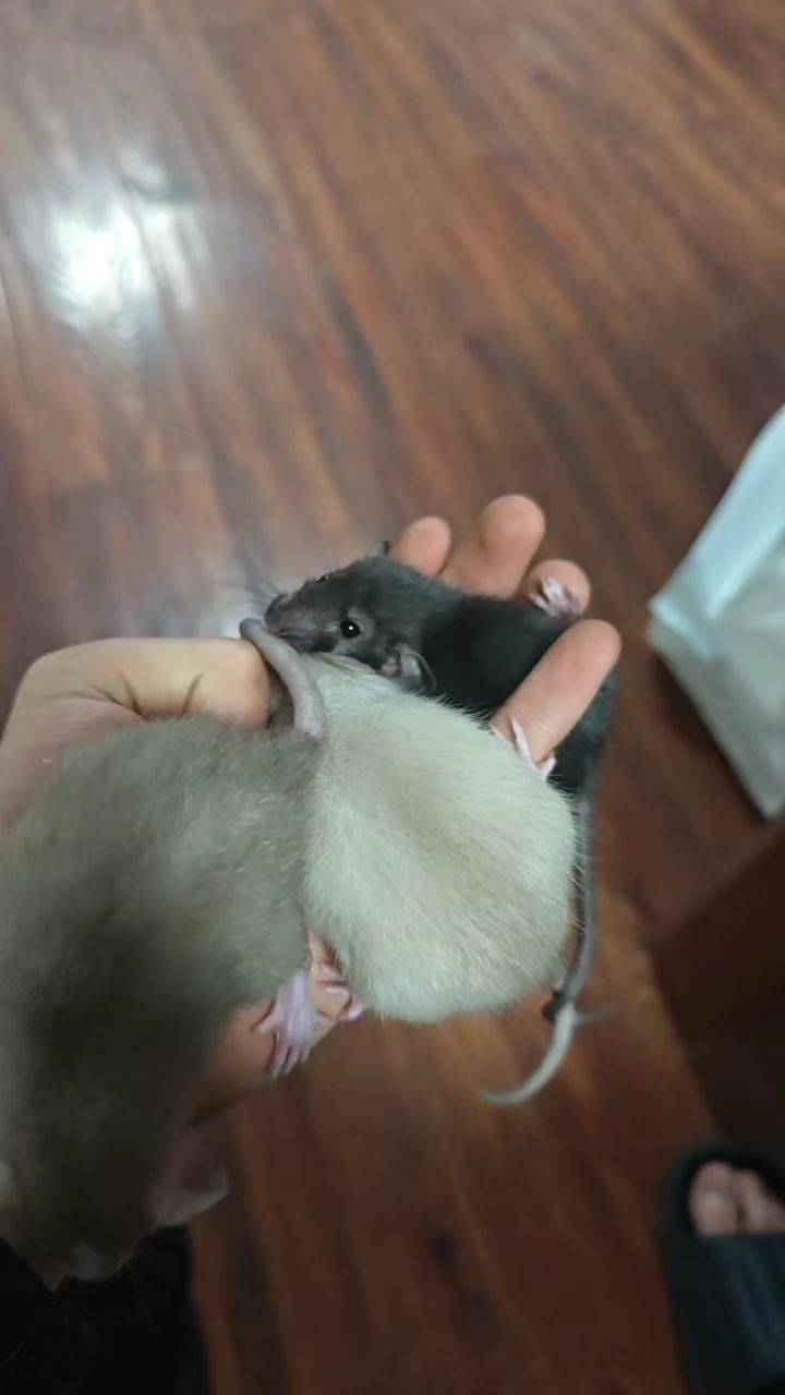 三只花枝鼠免费领养，郑州市区内，因为工作