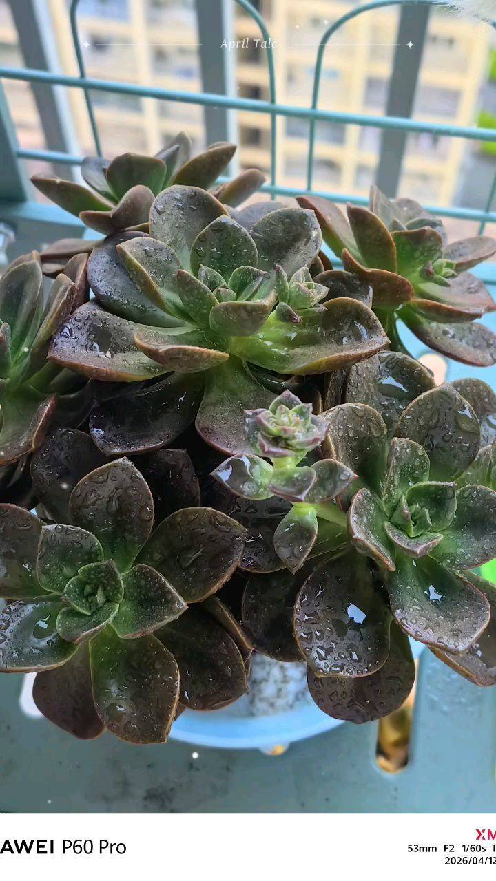 多肉 阳台绿意   种的是快乐，养的