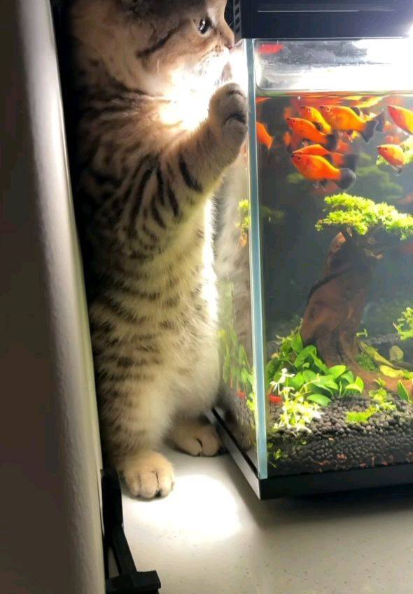 好可爱的猫咪，猫咪戏鱼🐟