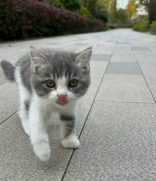 路边偶遇可爱猫咪