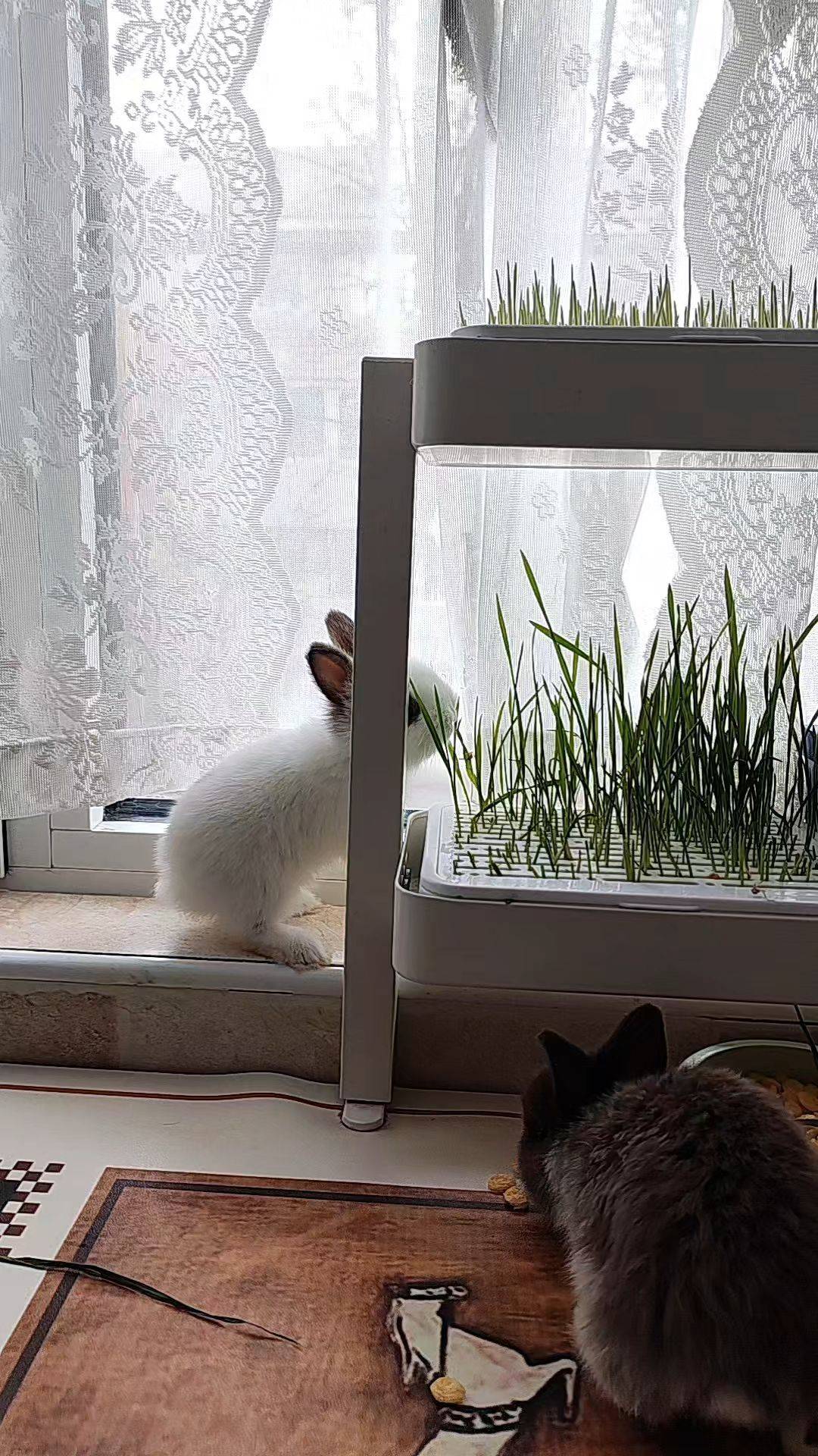  兔子  吃草日常  窗边小憩 