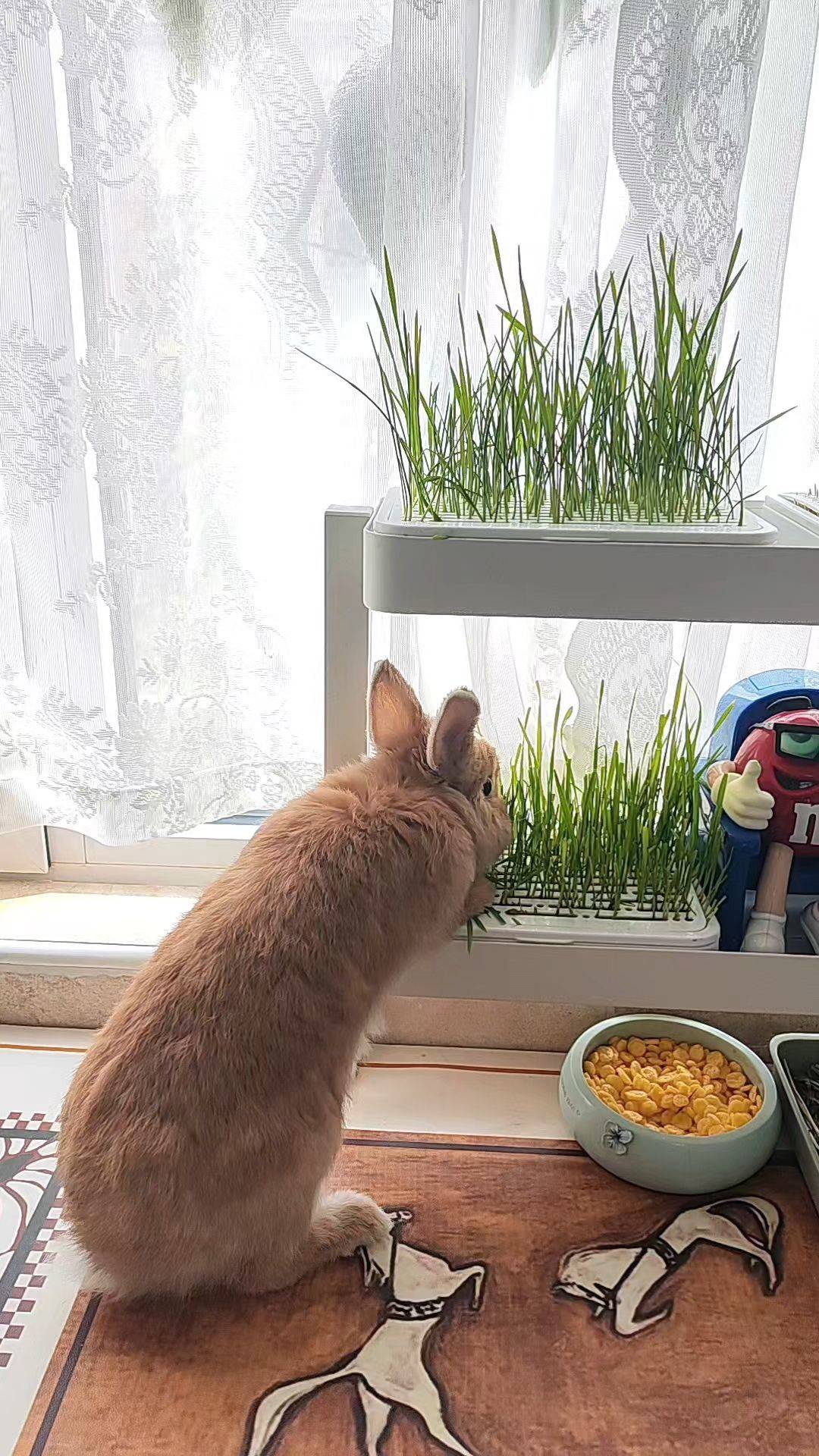  兔子  窗边小憩 