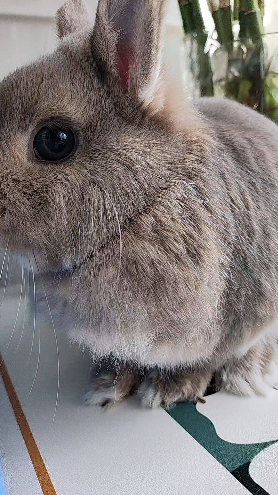  小兔子  萌萌哒 