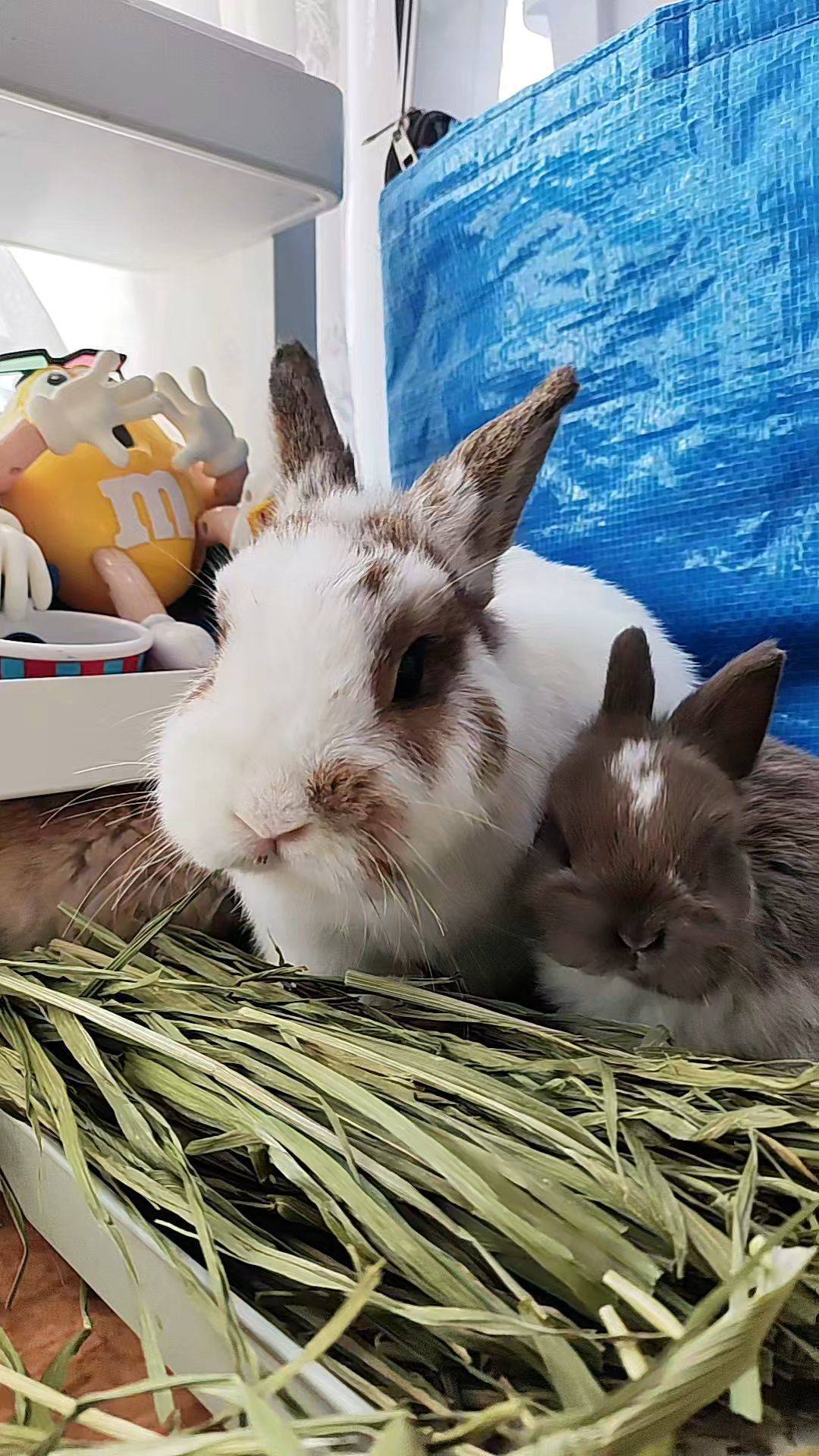  毛孩子拯救世界 