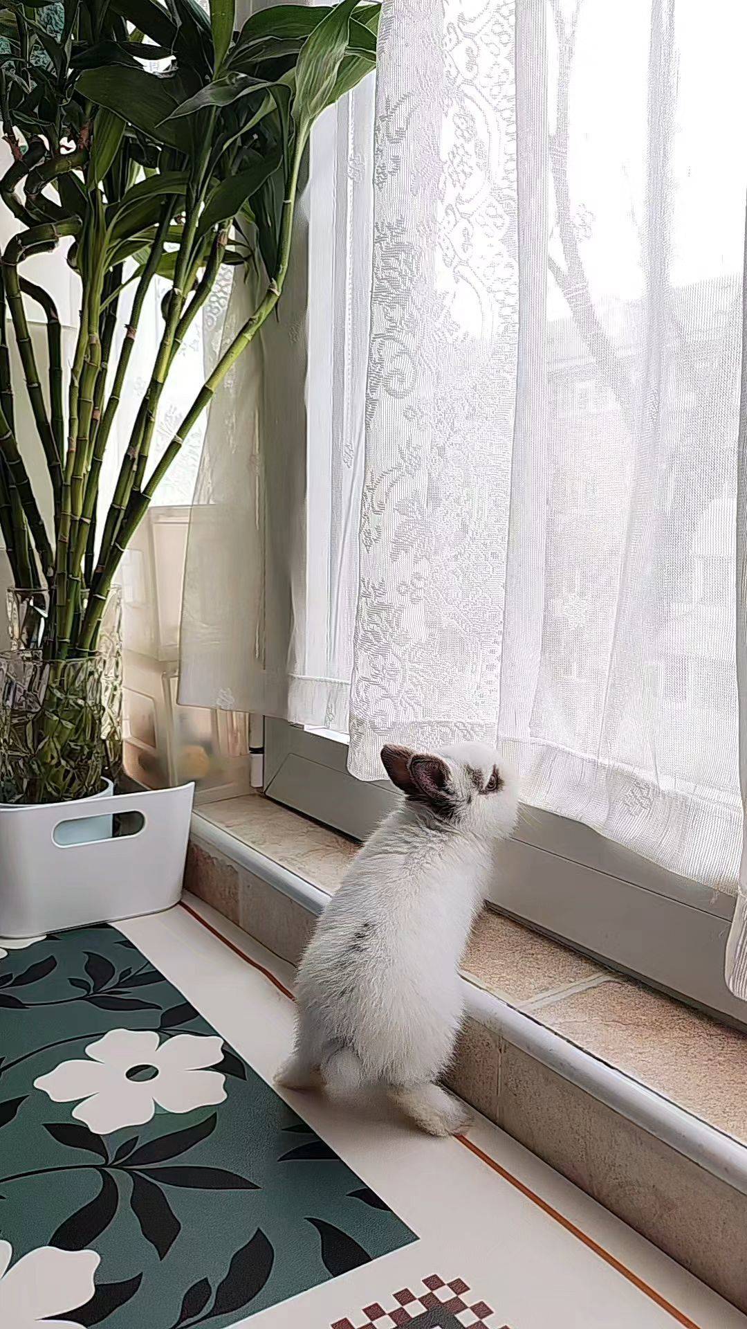  我家萌宠最可爱  窗边萌宠 