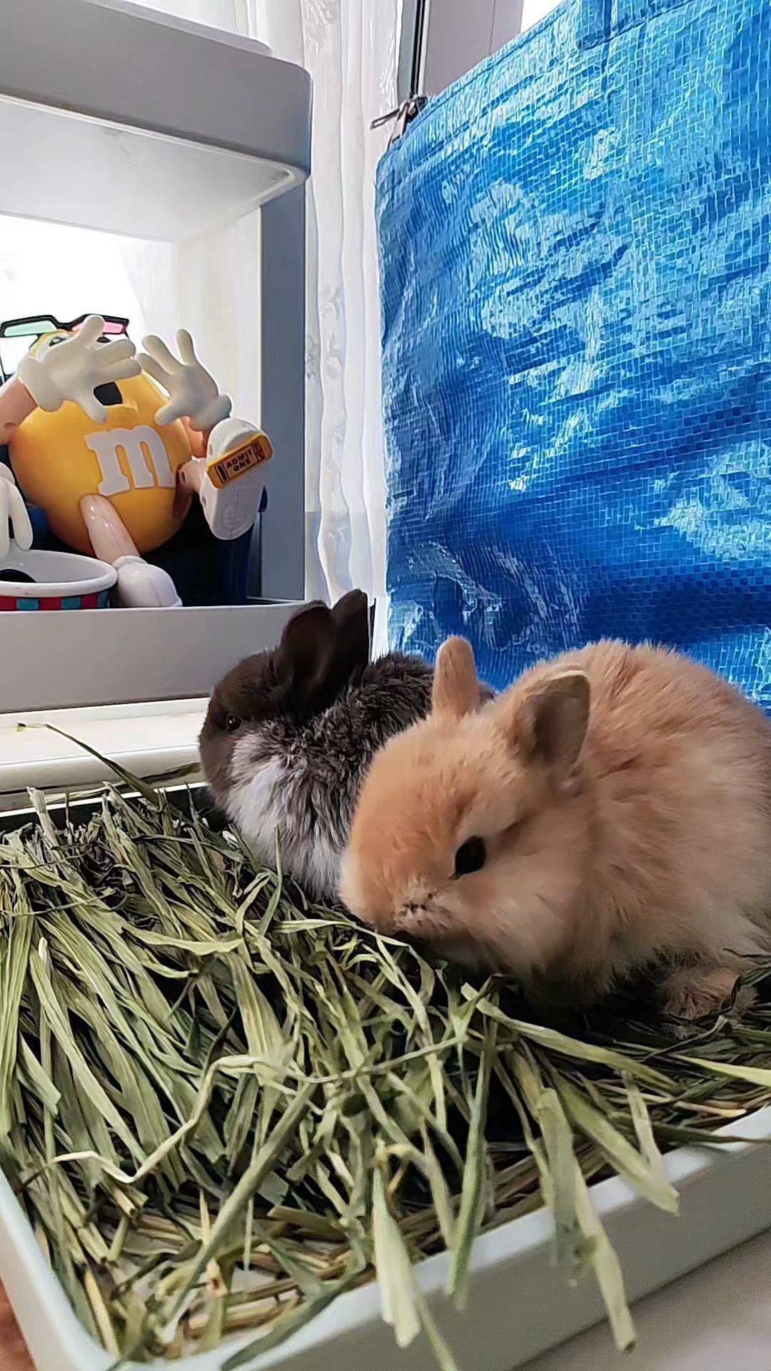  小兔  宅家日常 