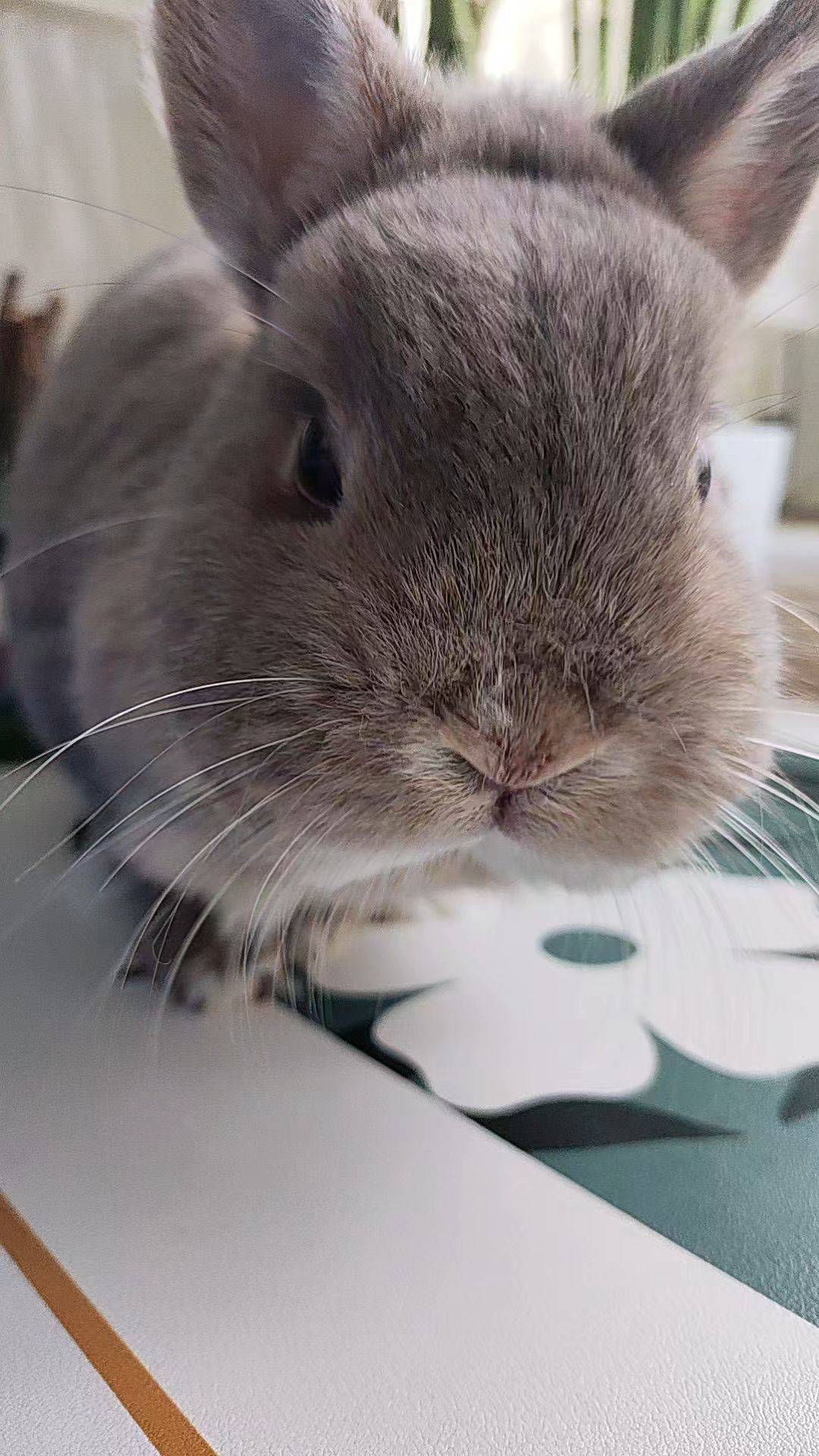  毛孩子拯救世界  小兔 