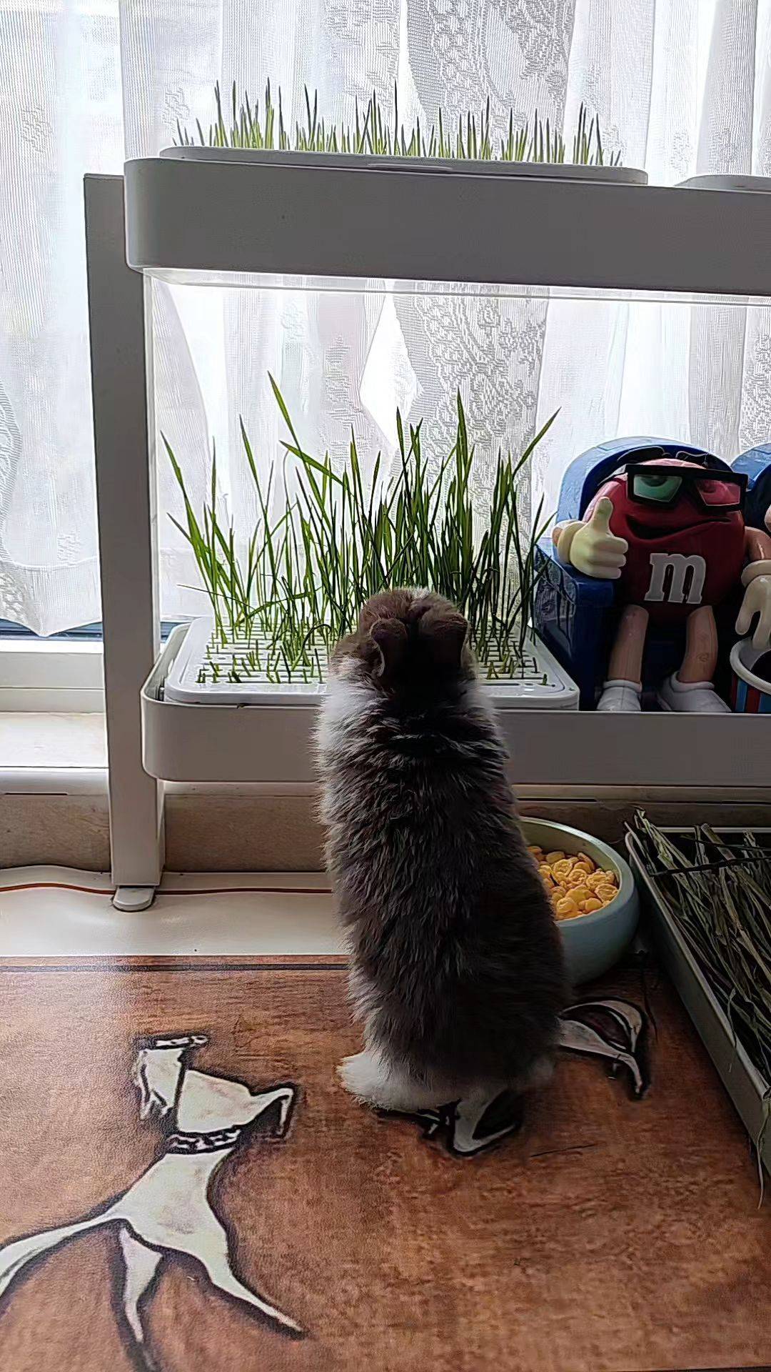  萌萌哒  窗边时光 