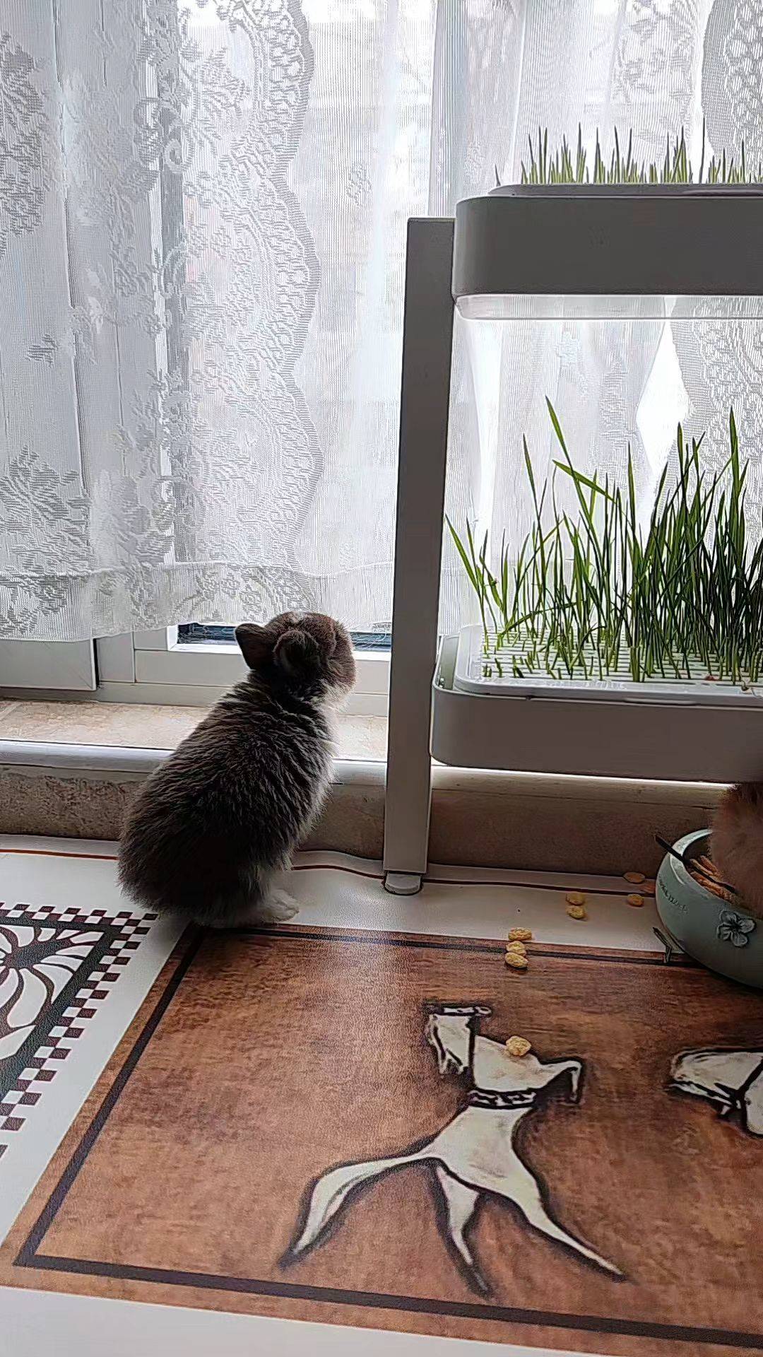  窗边发呆  萌萌哒 