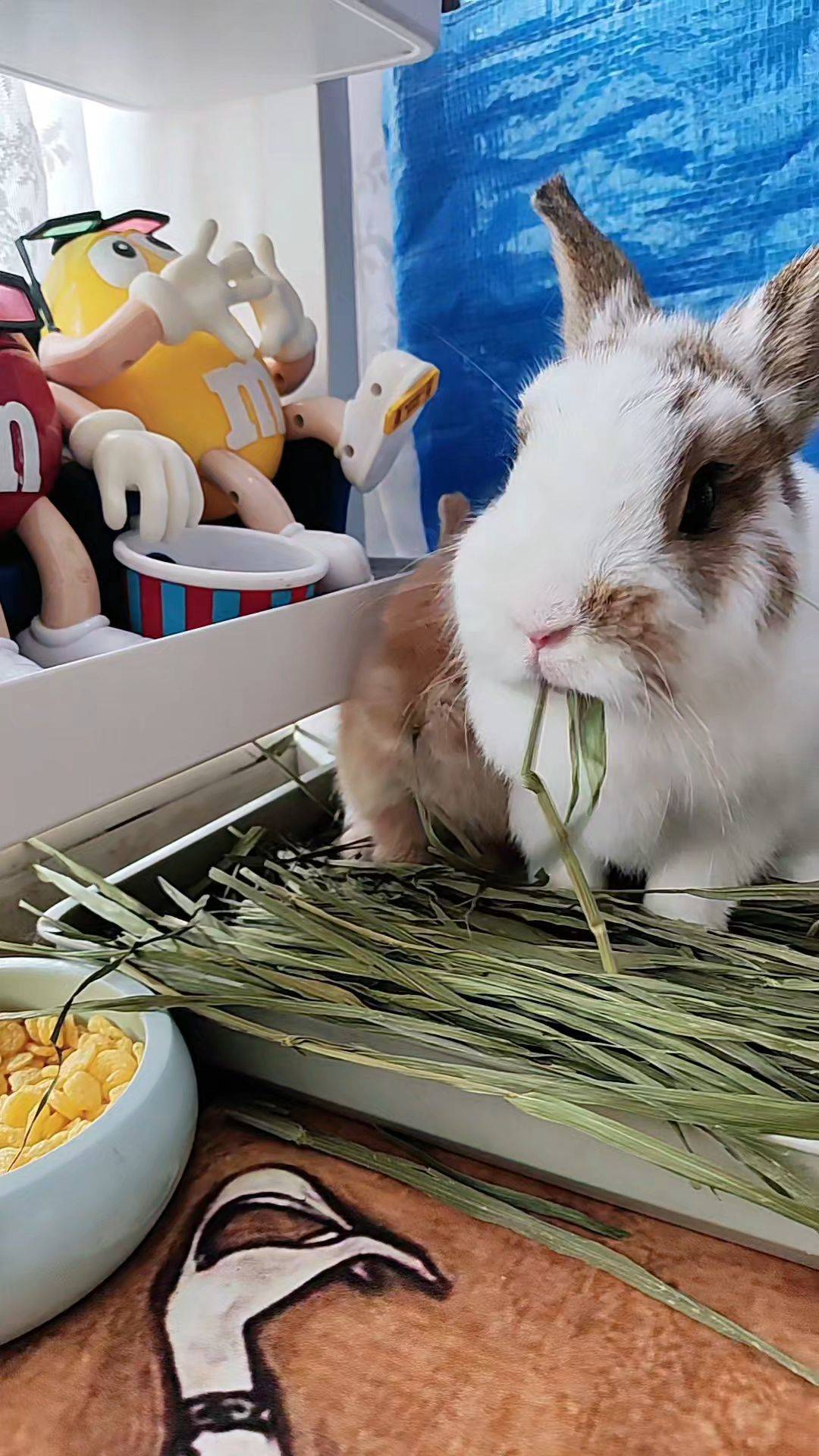  兔子  吃草  萌兔日常 