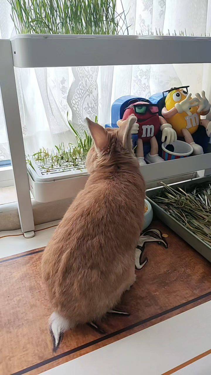  兔子  窗边小憩  萌兔日常 