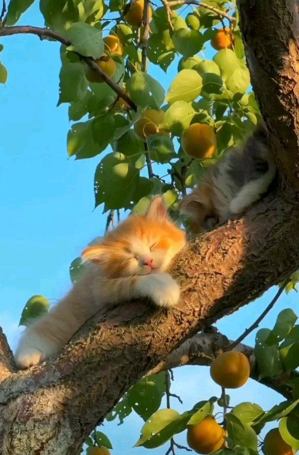 小猫在树上暖洋洋的睡觉，真的好惬意呀