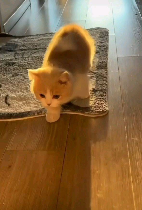 夕阳下会发光的小猫