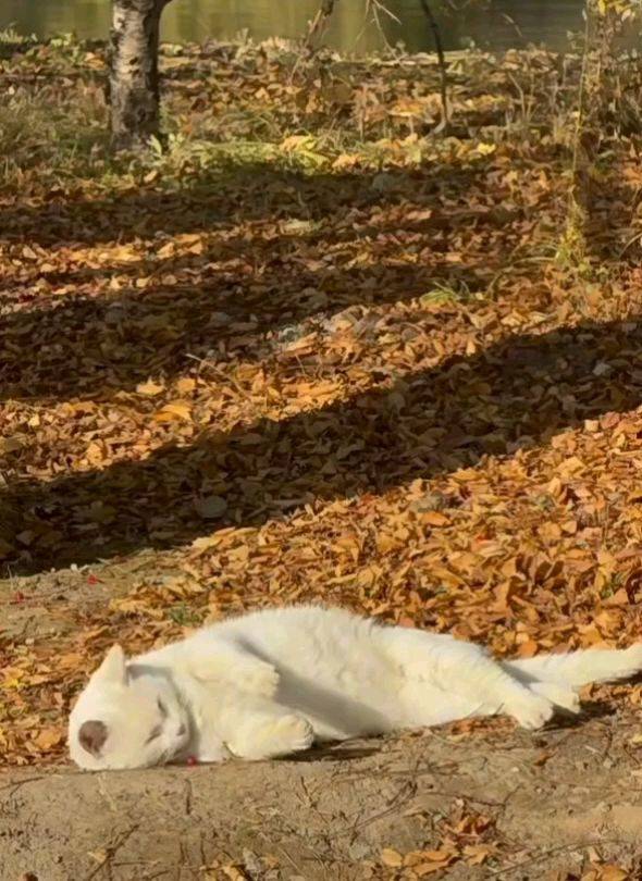 发现一只睡午觉的猫咪，太阳晒在身上暖洋洋